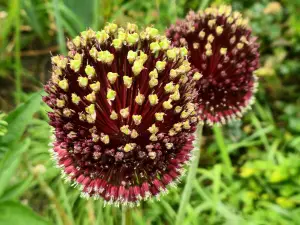 Allet 04 Tuin van het Singer Museum